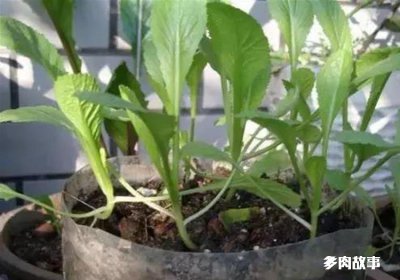 废花生油可以浇花吗 花生油可用于浇花吗？