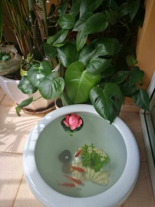 鱼缸里水可以浇花吗 鱼缸里的水可以用来浇花吗？