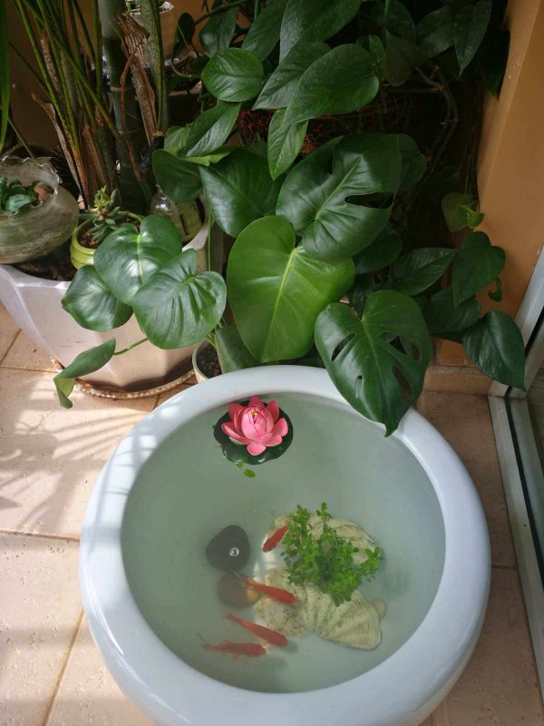鱼缸里水可以浇花吗
