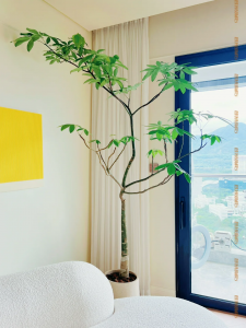 招财树配土方法与种植土壤 招财树的土壤配比及种植方法