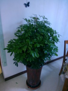 招财树能晒太阳吗 招财树需要日光吗？