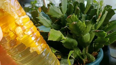 橘子皮泡水可以浇花吗 橘子皮浸泡后的水对植物有益吗？