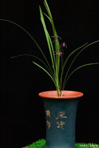 墨兰能晒太阳吗 墨兰可以曝晒吗？