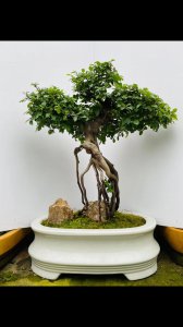 雀梅什么时候换盆好 雀梅什么时候适合换盆？