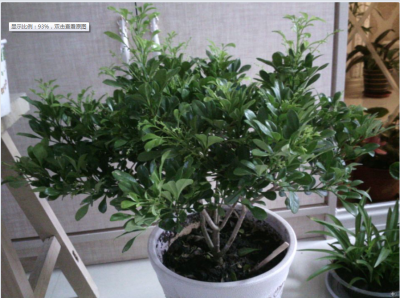 米兰花什么时候换盆好 何时是米兰更换花盆的最佳时机？