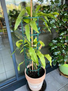 昙花什么时候换盆好 昙花何时适合换盆？