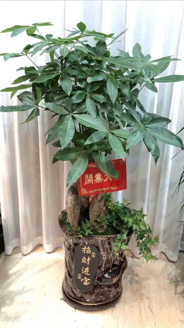 招财树什么时候换盆好