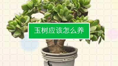 玉树配土方法与种植土壤 玉树种植土壤匹配技巧