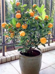 橘子树什么时候换盆好 何时是橘子树更换盆的最佳时机？
