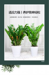 金钱树什么时候换盆好 金钱树何时换盆最合适？