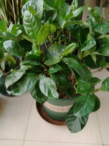 栀子花什么时候换盆好 栀子花什么时候需要换盆？