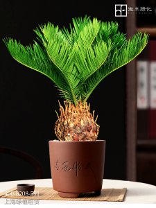 铁树什么时候换盆好 铁树合适换盆的时间是什么时候？