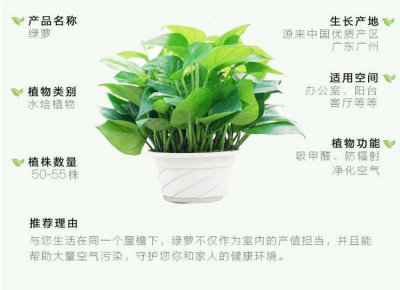 绿萝什么时候换盆好 绿萝什么时候适合换盆？