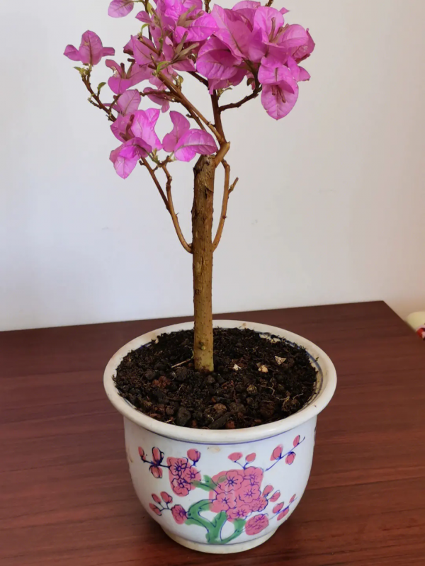 三角梅什么时候换盆好