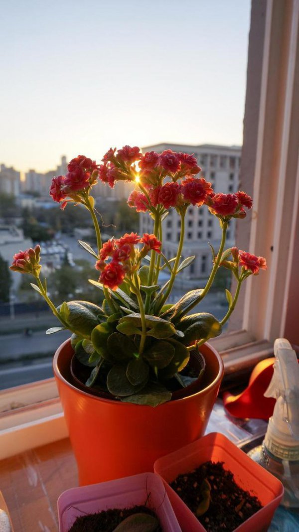 长寿花夏天能晒太阳吗