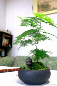 文竹什么时候换盆好 文竹何时适合更换花盆？