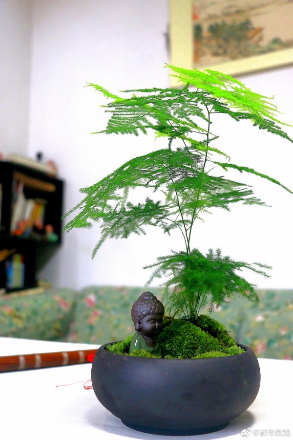 文竹什么时候换盆好