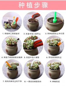 多肉什么时候换盆好 什么时候适合多肉植物换盆？