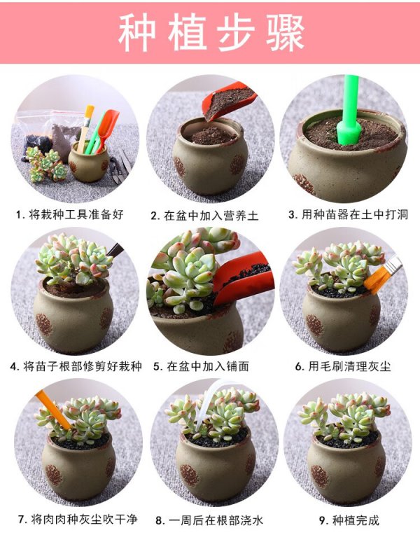 多肉什么时候换盆好