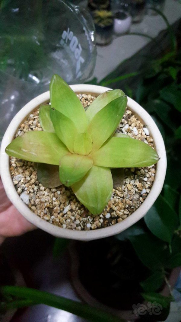 玉露能晒太阳吗