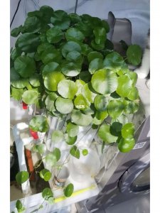 养龟的水可以浇花吗 可以用养龟的水浇花吗