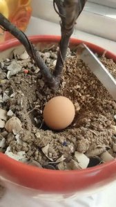 生鸡蛋可以做花肥料吗 鸡蛋能作为植物肥料使用吗？