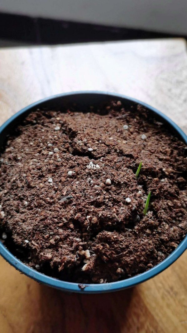 鸢尾花种子几天发芽