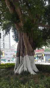 重庆适合种什么树 适合在重庆种植哪些树木？
