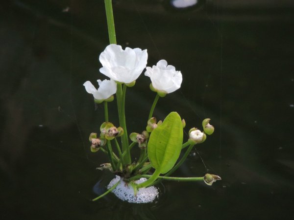 池塘边适合种什么花