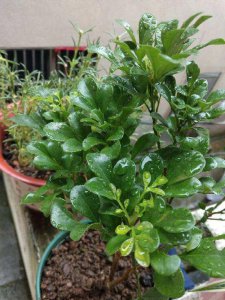 鸡粪适合种什么花 适合用鸡粪种植哪些花卉