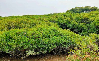 湛江适合种什么树 适合在湛江种植哪些树种
