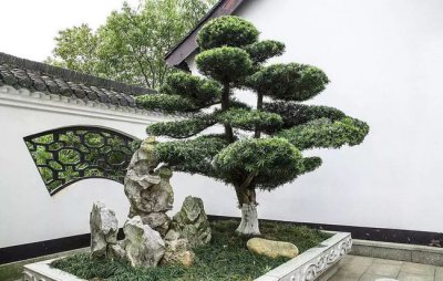 园林适合种什么树 适合栽种哪些树木在园林中
