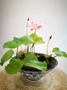 碗盆适合种什么花 什么植物适合种在碗盆中？