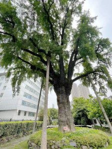 武汉适合种什么树 适合在武汉种植什么树？