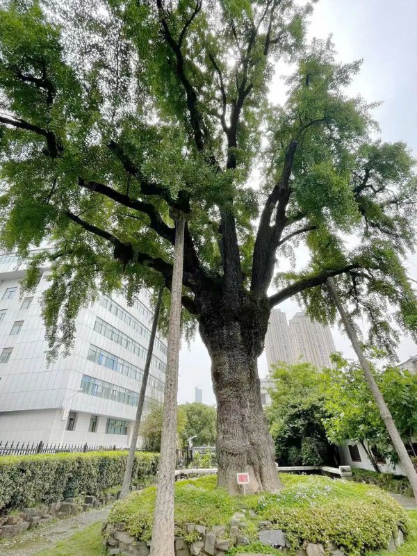 武汉适合种什么树