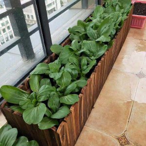 长方形花盆适合种什么花 适合长方形花盆种植哪些花种
