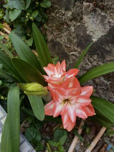 红泥土适合种什么花 适宜种植哪些花卉的红土