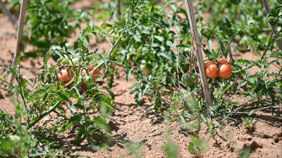 纯沙子适合种什么菜 适合种沙子的菜
适合在沙子中种植的蔬菜