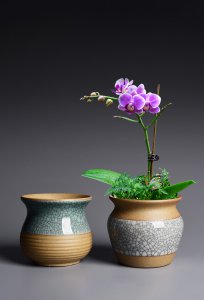 陶瓷花盆适合种什么花 陶瓷花盆适合栽什么种类的花？