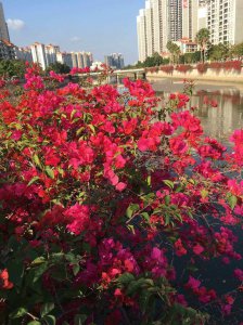 湛江适合种什么花 适合在湛江种植的花卉种类