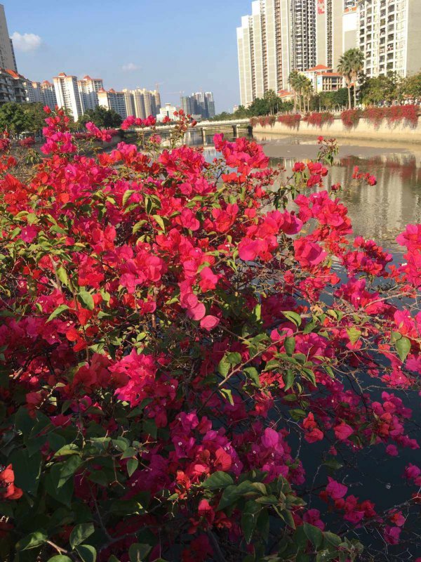 湛江适合种什么花