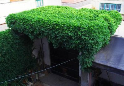 屋顶适合种什么树 屋顶适合栽种哪些树木
