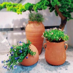 粗陶花盆适合种什么花 适合栽种哪些花的粗陶花盆
