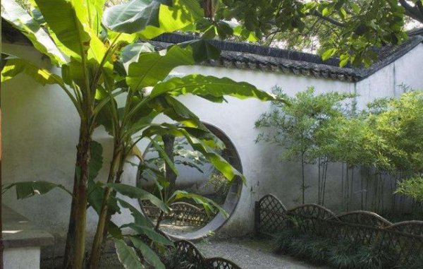 井边适合种什么树