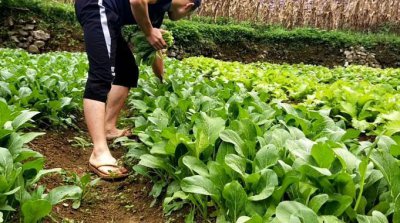 牛粪适合种什么菜 适合哪些蔬菜使用牛粪进行施肥