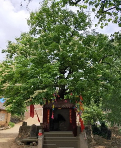 河南适合种什么树 河南适宜栽种哪些树木？