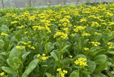 开春后适合种什么菜 春季适合种植哪些蔬菜