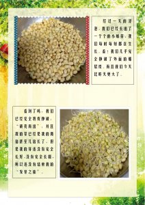 黄豆发芽的过程 发芽的黄豆过程
黄豆萌芽的过程