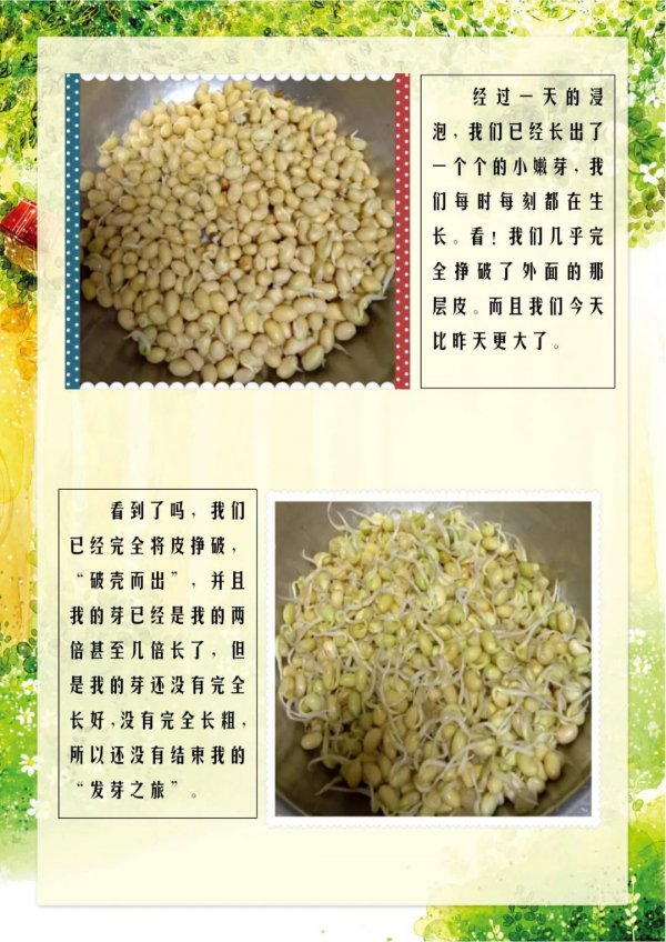 黄豆发芽的过程