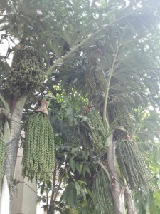 南方适合种什么树 适合南方种植的树种